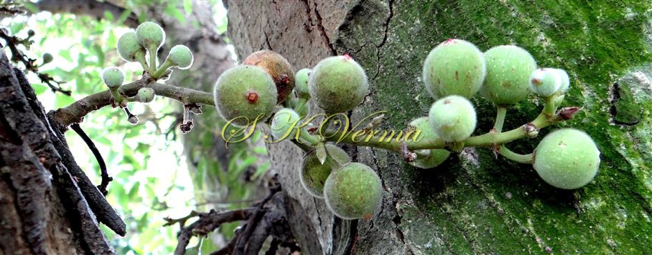  Peduncle bearing hypanthodia
